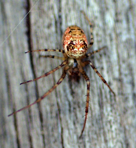 Theridiidae? No. Metellina cfr segmentata -